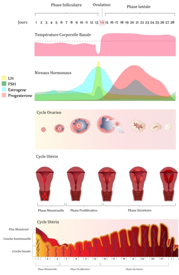 cycle menstruel féminin - laménopause