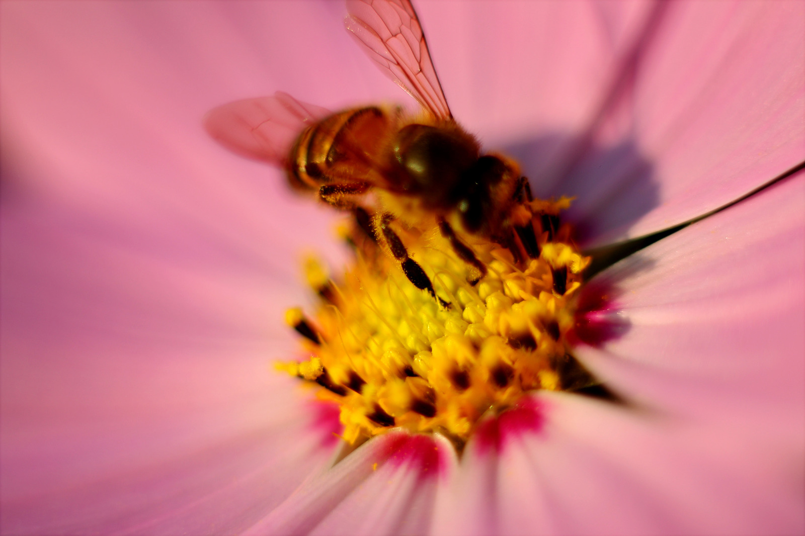 Le pollen pour traiter les symptômes de la ménopause