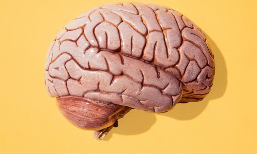 cerveau et ménopause
